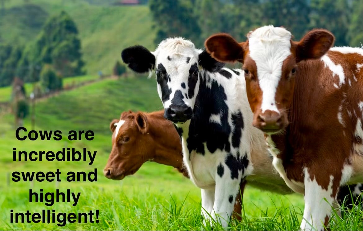 Cows are incredibly sweet and highly intelligent!